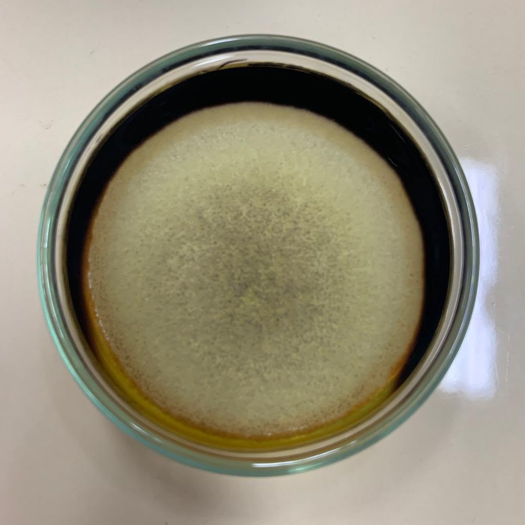 Macroscopic fungal colony characterization — color, texture, radial furrow